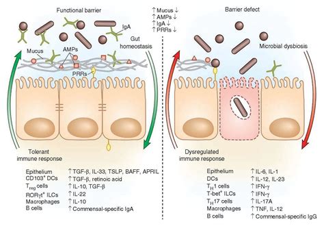 Regulation of Immunity & the Microbiome | Immunopaedia