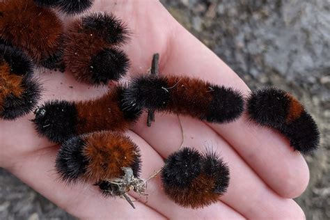 Can the stripes on a woolly bear caterpillar really predict what kind ...