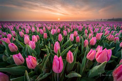 Red Tulips Rising To The Sun Light Wallpaper Flower Wallpapers 48341