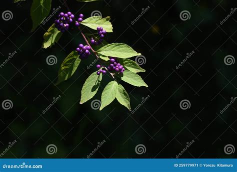 Purple Beautyberry Berries. Stock Image - Image of bloom, fruit: 259779971