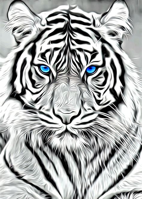 Black And White Tiger Images