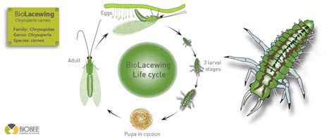 LACEWING LIFECYCLE - BioBee