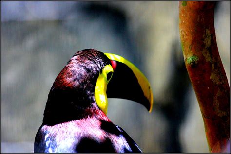 Chestnut-mandibled Toucan | The largest toucan in Central Am… | Flickr