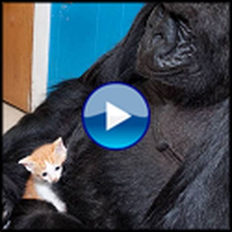 Koko the Gorilla Cries Over the Loss of a Kitten - Watch the ...