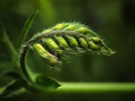 8 Tips For Fascinating Nature Macro Photography On iPhone