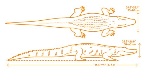 Black Caiman (Melanosuchus niger) Dimensions & Drawings | Dimensions.com