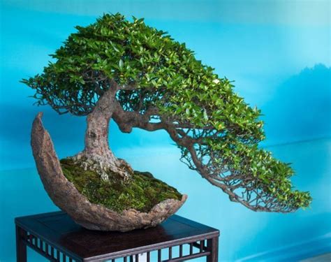 15 beautiful bonsai trees – they are the perfect addition to any home ...