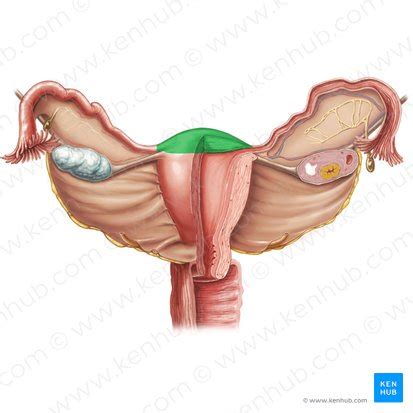 Fundus of uterus: Anatomy and function | Kenhub