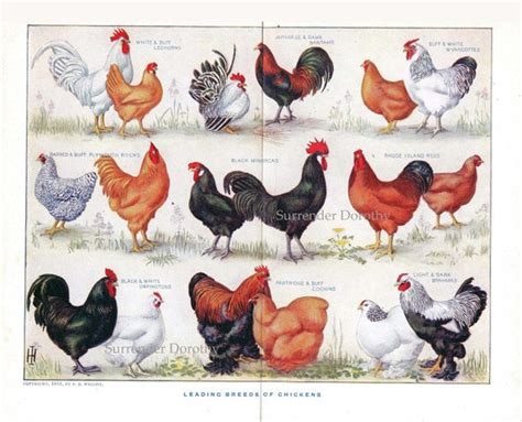 Know Your Chicken Varieties Vintage Poultry Identification - Etsy