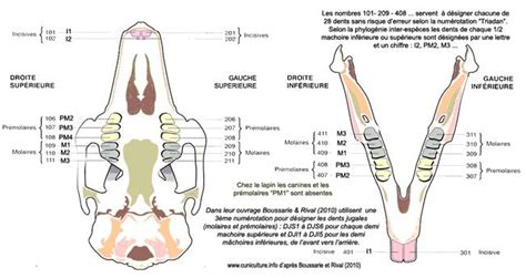 Rabbit teeth diagram - luahot