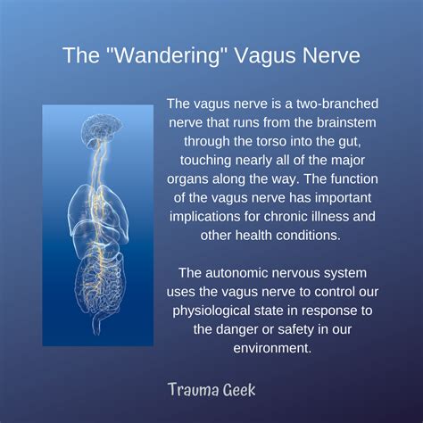 The Vagus Nerve & Chronic Illness - Age of Awareness - Medium