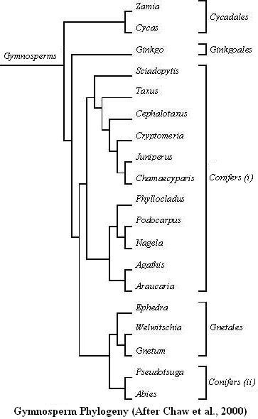 Seedbearing Plants Gymnosperms Fossil Classification