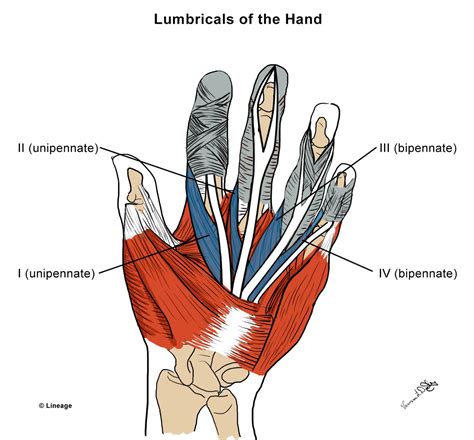 Intrinsic Hand Muscles - MSK - Medbullets Step 1