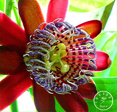 Time Limit!!10 seeds Passion Flower Seeds Vine Fruit Passiflora bonsai ...