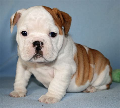 Most adorable bulldog puppies (PHOTOS) | BOOMSbeat