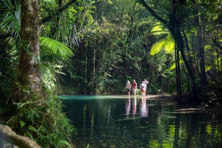 Daintree Rainforest