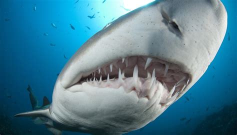 Why Are There So Many Sharks Teeth on Venice Beach in Florida? | Sciencing