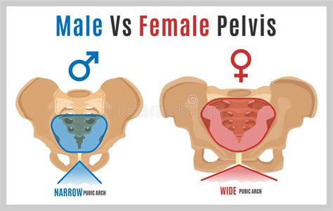 Female Male Pelvis-09 stock vector. Illustration of coccyx - 115172435