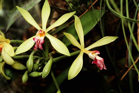 It's About Time You Knew Exactly Where Vanilla Comes From | HuffPost