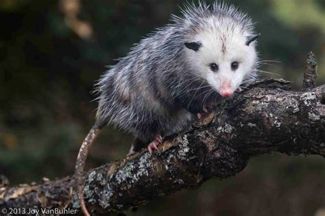 What Do Baby Opossum Eat?