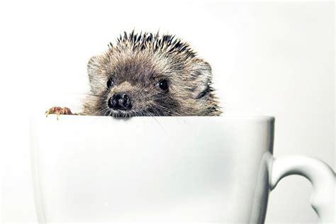 Do Hedgehogs Hibernate? (Signs Of Hibernation Vs. Sickness)