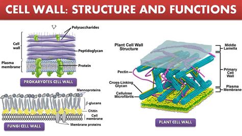 Cell Wall Structure and Function | Free Biology Notes - Rajus Biology