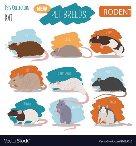 Rat breeds icon set flat style isolated on white Vector Image