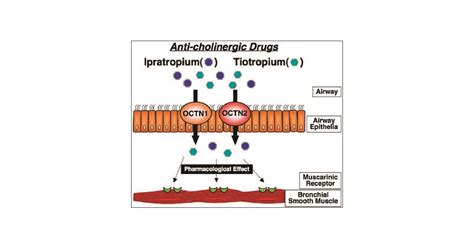 Ipratropium Mechanism Of Action