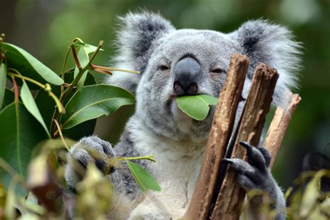 Why Do So Many Weird Animals Live in Australia? | Discover Magazine