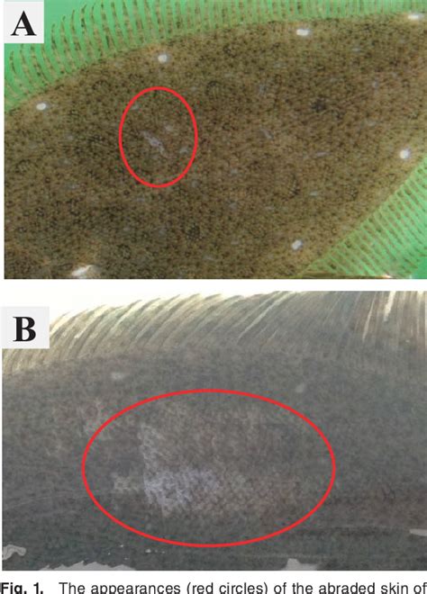 Figure 1 from Title Infection Kinetics of Tenacibaculum maritimum on ...