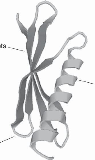 Cartoon view of the main secondary structures of proteins. The protein ...