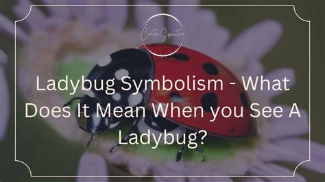 Ladybug Symbolism - What Does It Mean When you See A Ladybug?