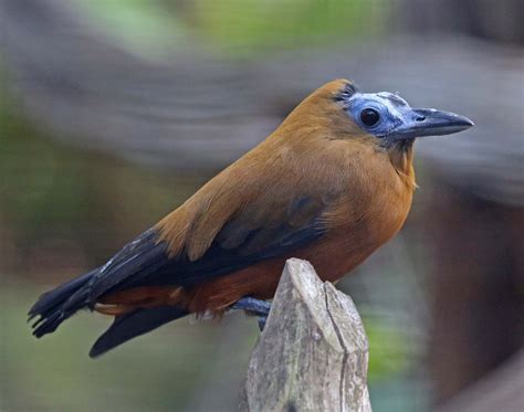 The Capuchinbird or Calfbird (Perissocephalus tricolor) Bird Gif, Tri ...