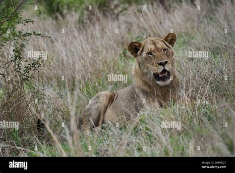 African Lion in its natural habitat in the bush Stock Photo - Alamy