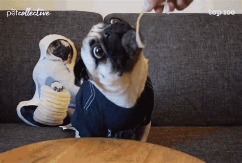 Pug Eat GIF - Pug Eat Cheese - Discover & Share GIFs