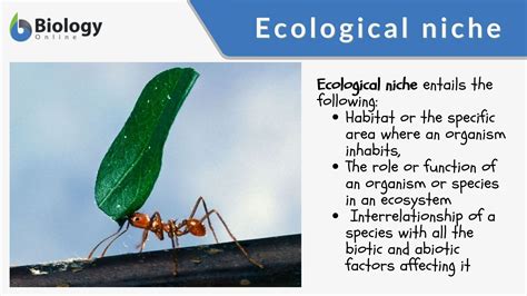 Ecological niche - Definition and Examples - Biology Online Dictionary