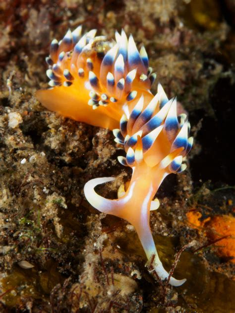 55 of the Most Colorful Sea Slugs in the World | Color Meanings