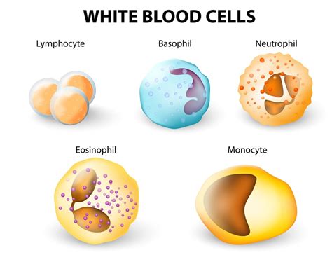 Leukocytes In Urine What Does Leukocyte Esterase In Urine Mean | Unamed