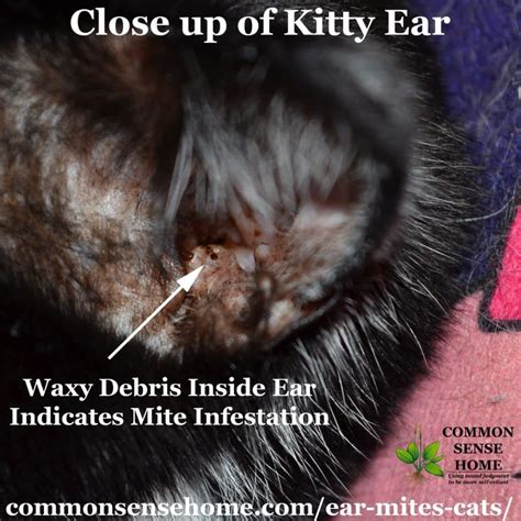 How To Treat Ear Mites In Cats