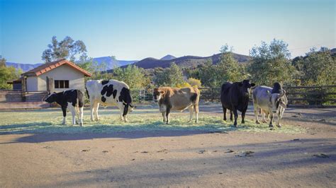 Sanctuary & Beyond: A Live Roundtable Event - Farm Sanctuary