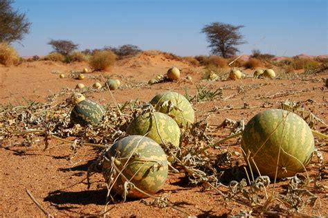 Sahara Desert Plants List