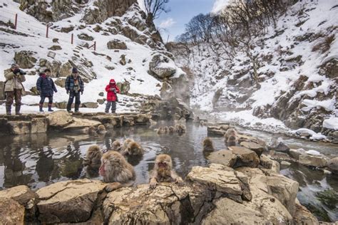 Jigokudani Monkey Park In Nagano