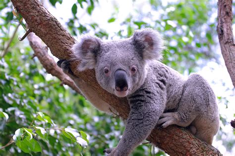 Koala Facts for Kids | Australian Animals | Marsupials