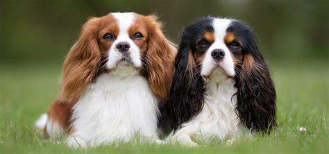 How Much Do Cavalier King Charles Spaniel Puppies Cost