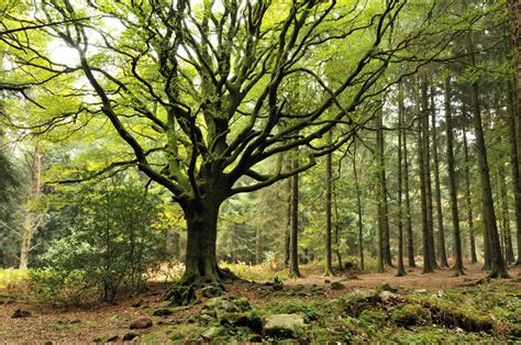 La Foret De Broceliande