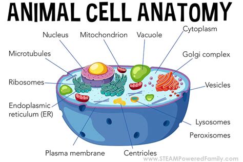 Build a Cell Model and Lesson for Students