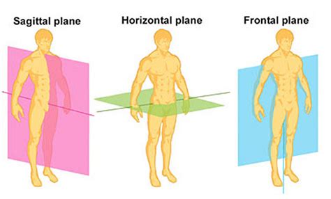 Moving in all planes of motion: Sagittal, Frontal, and Transverse