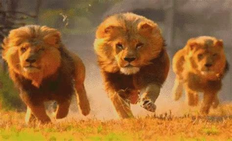 Running Lion Gif GIFs | Tenor