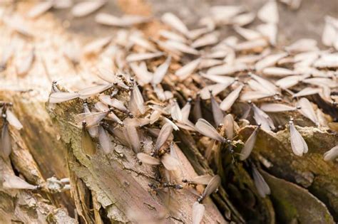 Early Warning Signs Of A Termite Infested House