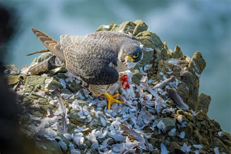 One Great Shot: Peregrine Falcon Mealtime | Hakai Magazine